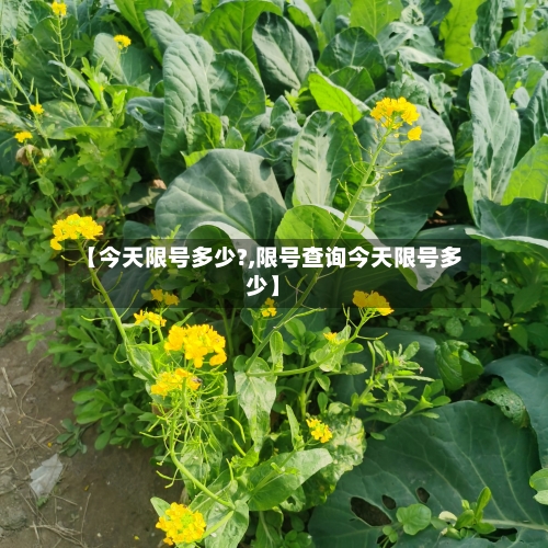【今天限号多少?,限号查询今天限号多少】
