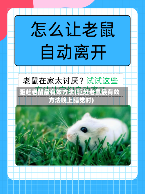 驱赶老鼠最有效方法(驱赶老鼠最有效方法晚上睡觉时)